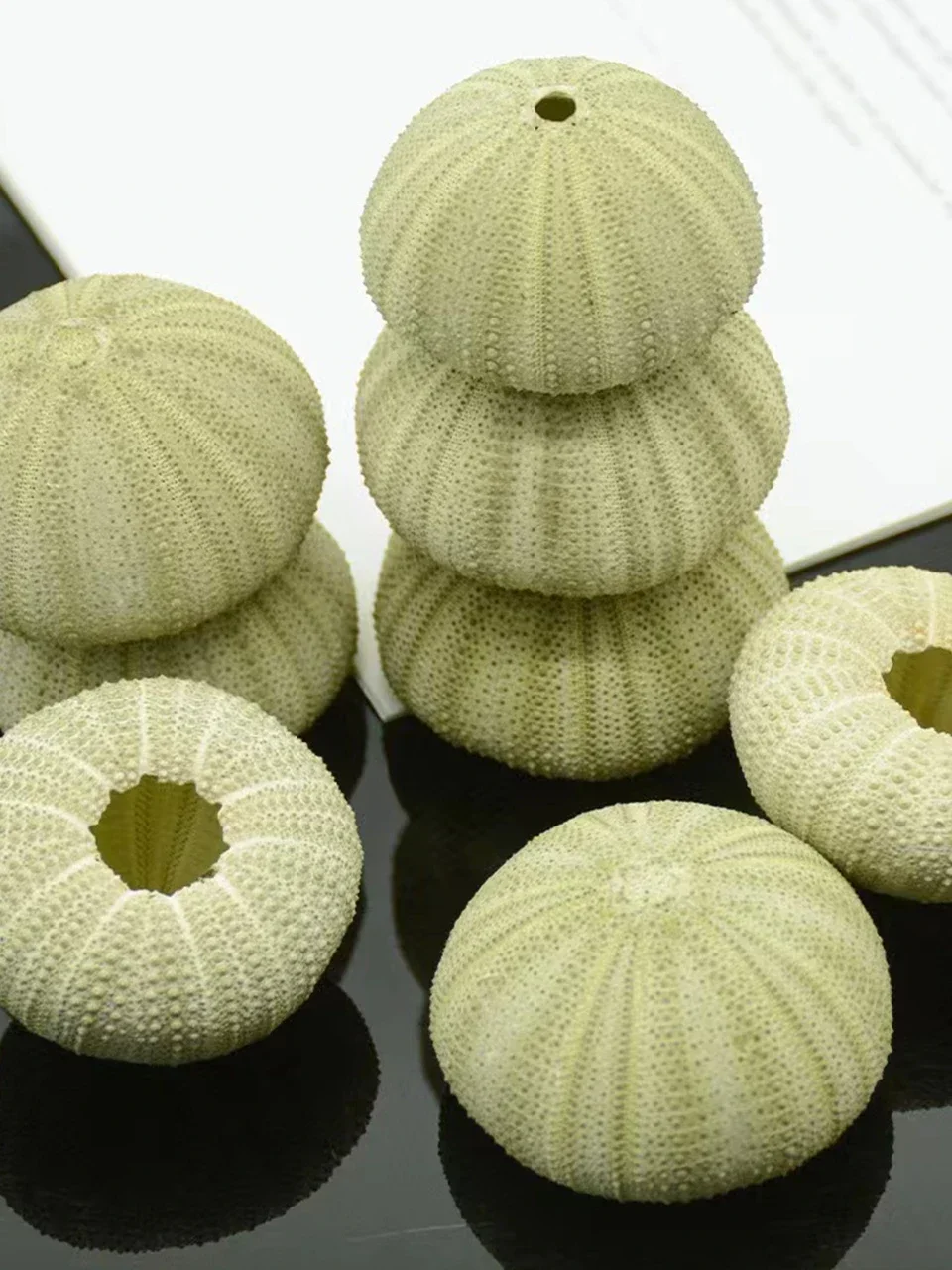 Natural Sea Urchin Shell White Pink Sea Urchin Green Green Gossip Sea Urchin Shell DIY Home Decoration