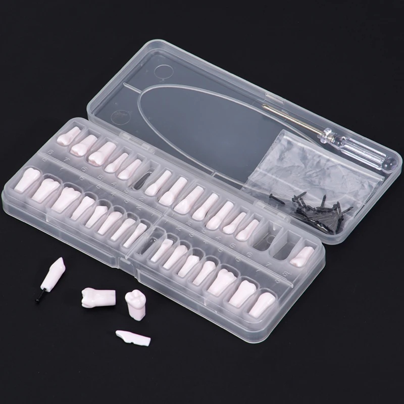 32pcs Dental Teeth Model Removable  Technician Practice Replacement Teeth For Studying Training Practice Teaching Demo