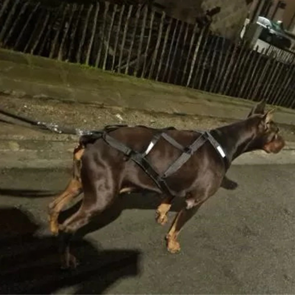 Hochwertiges Schlaufen-Geschirr für große Hunde zum Skifahren und Laufen – Geschirre für mittelgroße und große Hunde wie Alaska Hound, Bulldoggen und andere Haustiere – Zubehör – Detail 9
