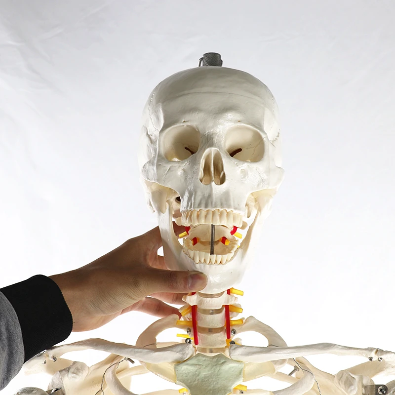 Human Anatomical Skeleton Model 170CM Life Size Clear Bone Texture Include Nerve Roots Plastic Medical Science Anatomy