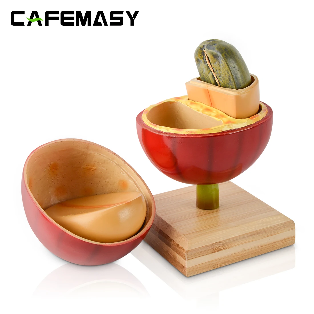 

CAFEMASY Artificial Coffee Bean Detachable Coffee Bean Teaching Model Coffee Cherry Resin Bean Bamboo Base for Coffee Bar Decor