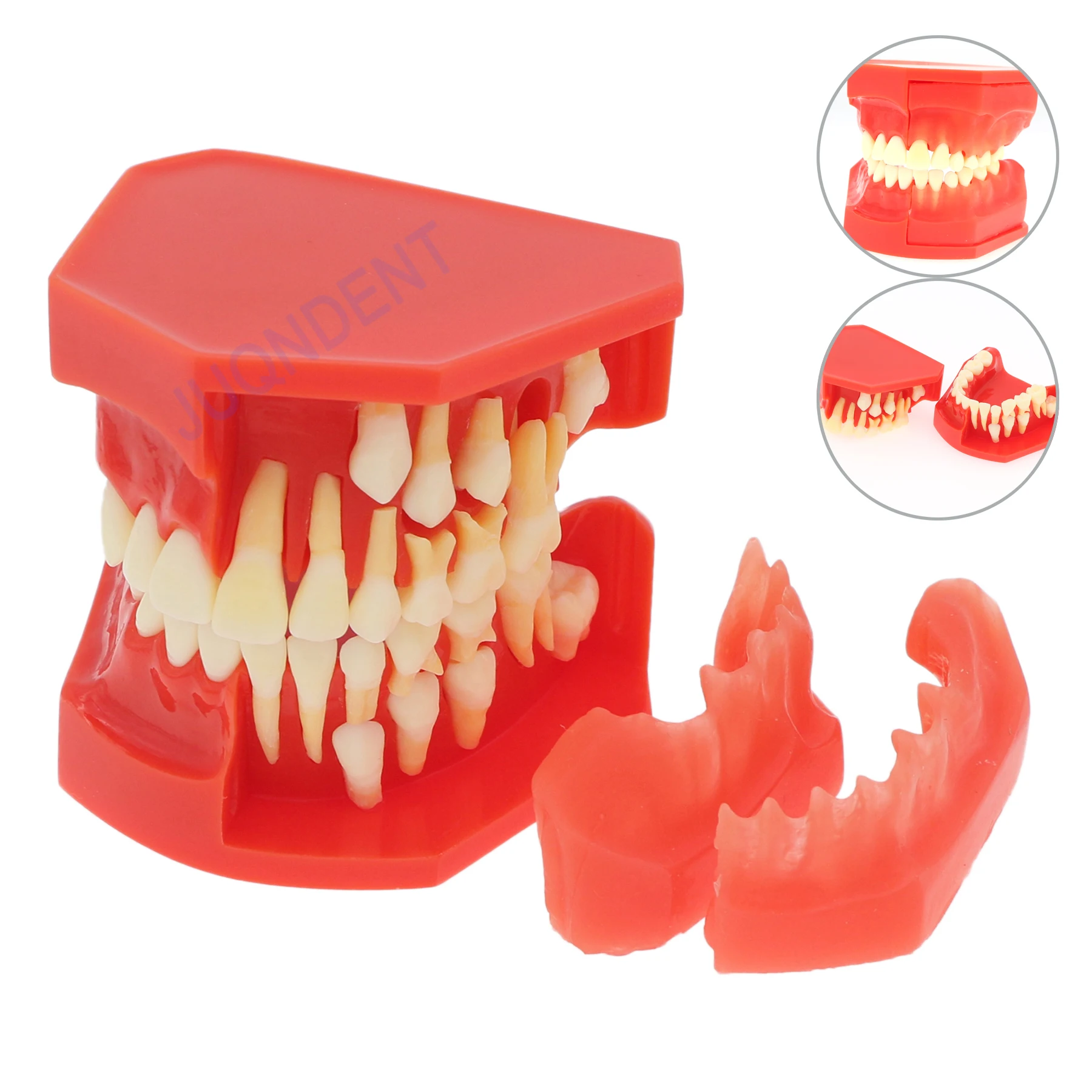 Dental Education Model Dentistry Teaching Model Permanent Tooth Alternate Demonstration Teeth Grow Replace Demo