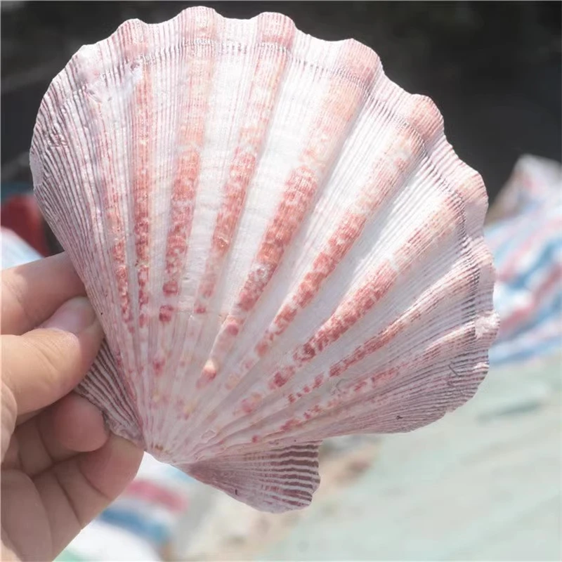 

2pcs Large size 13-16cm natural conch shell, lion claw shell, DIY painting special shell,wall sticker, fish tank, aquarium decor