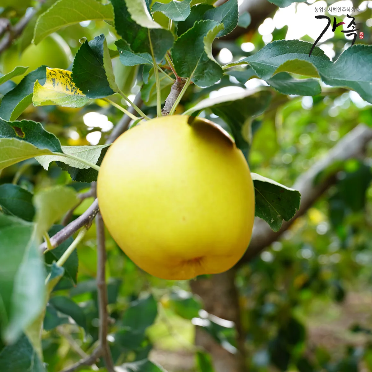 [Family] High-Sugar Mini Shinano Gold Apples 2.5kg (16 Apples/Box)