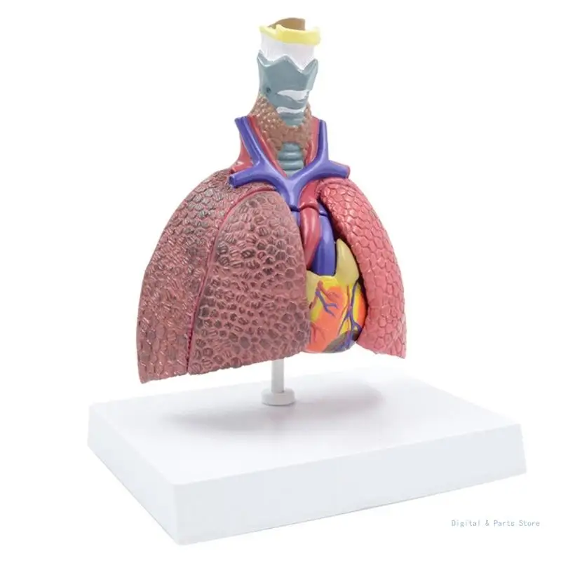 

M17F Anatomical Pathological Lungs Model Respiratory System Model for Hospital