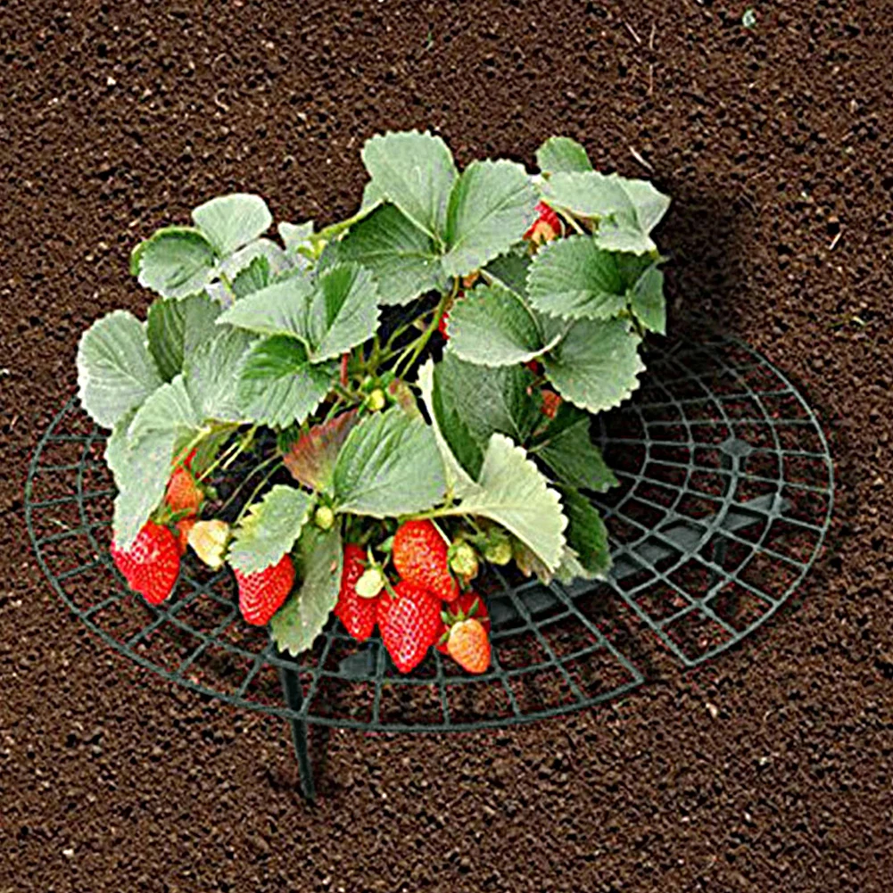 

Strawberry Supports with 4 Sturdy Legs Keeping Plant Fruit Stand Keep Berries Clean Vegetable Growing Rack Garden Tools