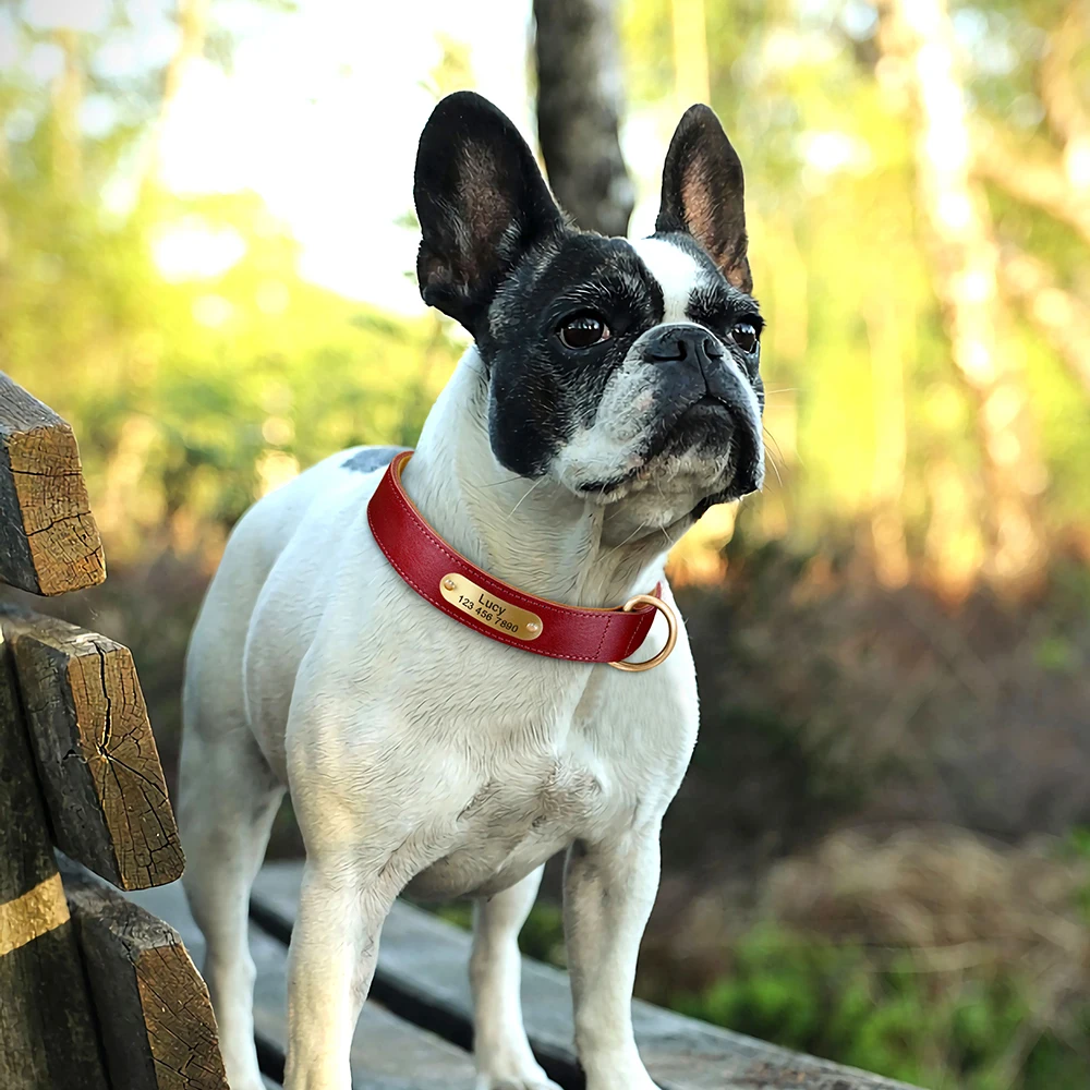 Personalisierte Hundehalsband-Leine aus echtem Leder, langlebige Hundehalsbänder, Gehbleine, Seil, frei mit Gravur für kleine, mittelgroße und große Hunde – Detail 22