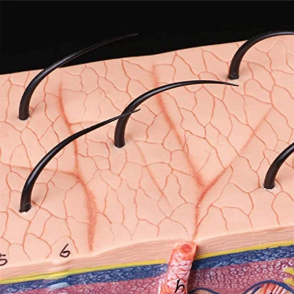 

LAVD Skin Model 50X Enlarged Anatomical Skin Model Anatomy Three-Dimensional Skin Model for Classroom Study Display Teaching