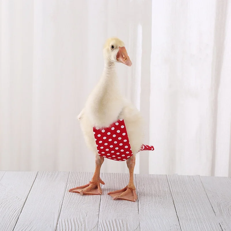 حفاضات الدجاج والبط ، حفاضات الأوز والبط ، ملابس البط الأليف ، حفاضات البط كور ، والحفاضات #1