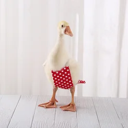 Chicken and duck diapers, goose and duck diapers, pet duck clothes, Kor duck diapers, and diapers