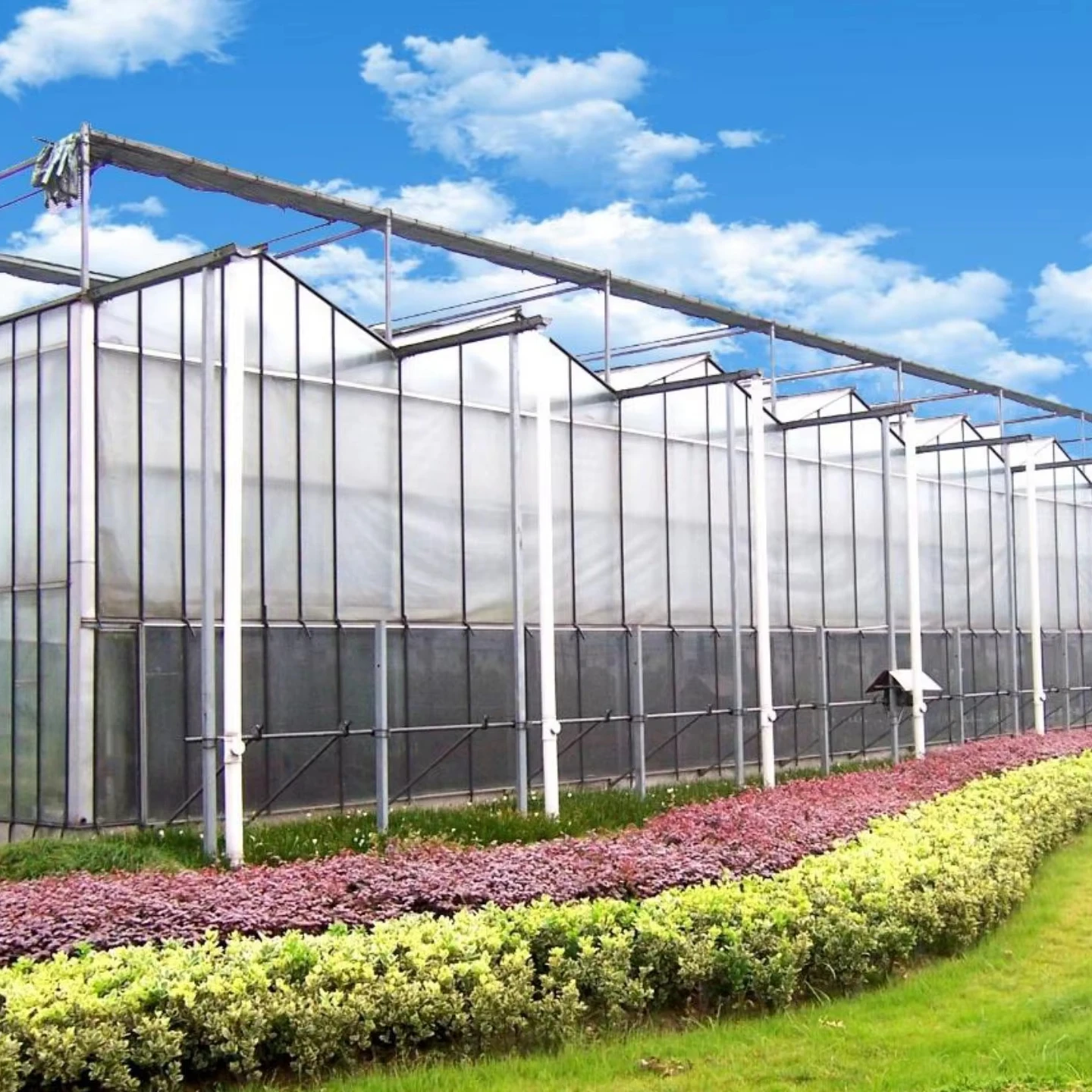 

Customized greenhouseDouble-layer Polycarbonate Sheet Greenhouse for Year-Round Vegetable Cultivation