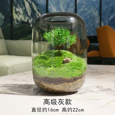 Imagem -03 - Tree of Life Desktop Moss Micro Paisagem Árvore Bonsai Murchada Bom para Nutrição Plantas Verdes Frescas Bot Ecológico