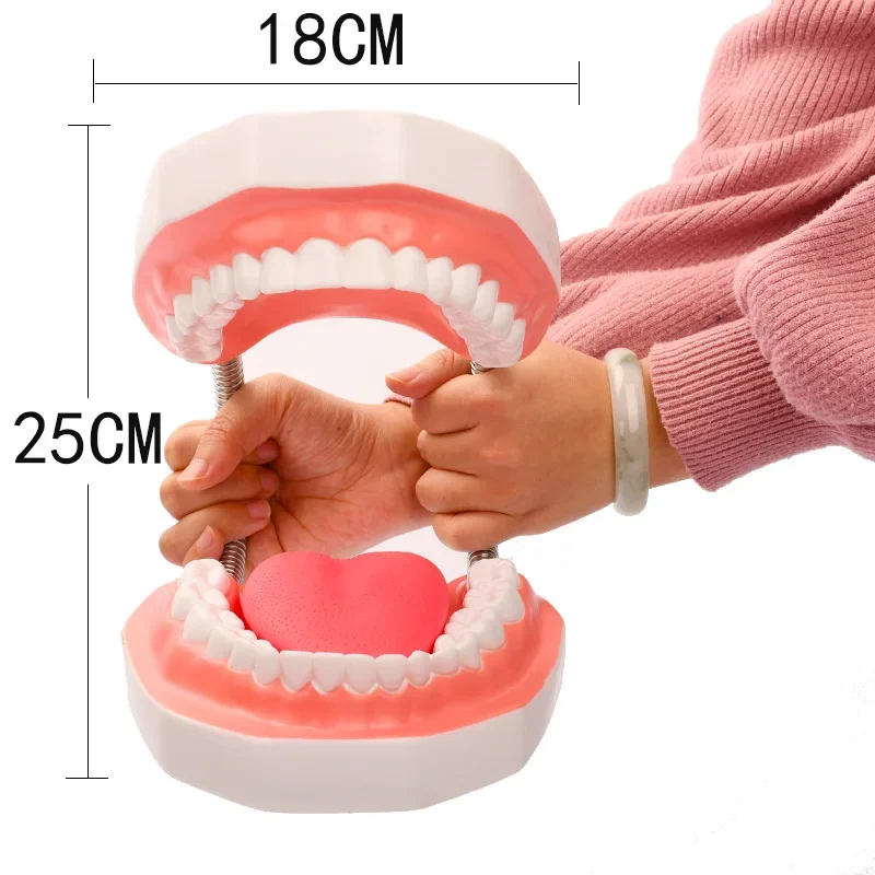 Six-fold Enlargement Oral Teaching Dental Material Dentistry Consumables Prosthesis Dental Anatomy Model Tongue