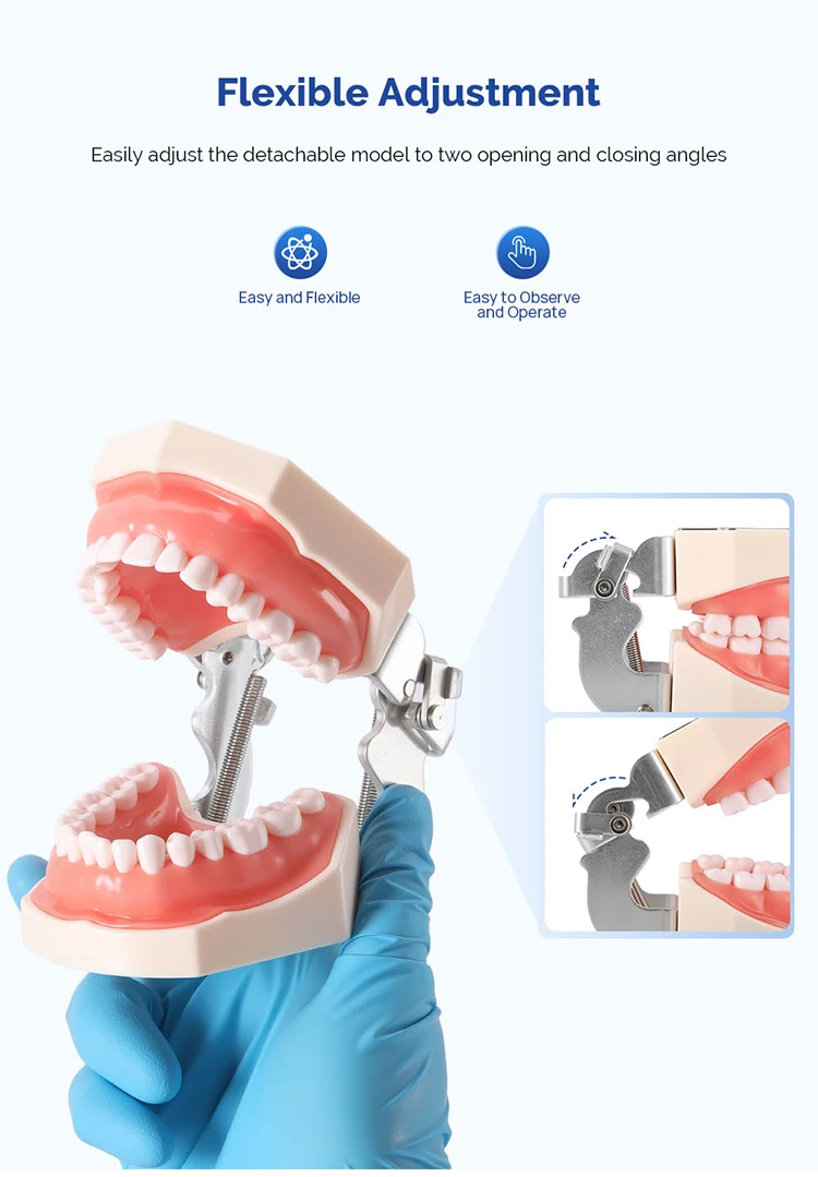 AZDENT Dental Standardzahnmodell 32-Zahn-Extraktionsmodell 1:1 Harzzähne Abnehmbares weiches Zahnfleisch Schraubendreher Zahnmedizinunterricht – Detail 7