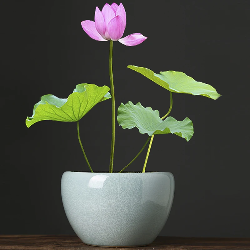 Ceramic Fish Tank Water Lily Bowl Lotus Special Pots And Tanks, Large Water-Growing Plants Leaf Lotus Green Plants Flower Pots