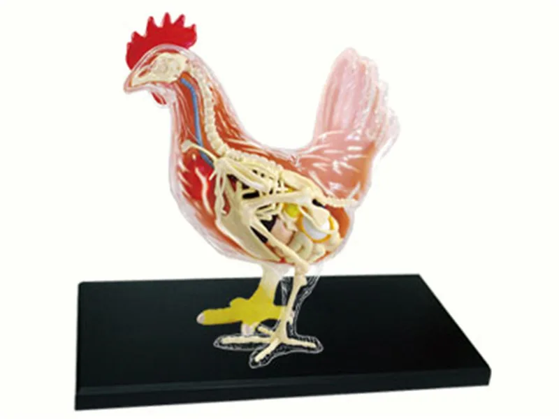 Red and White Chicken 4D Master Puzzle Assembling Toy Animal Biology Organ Anatomical Teaching Model Anatomy