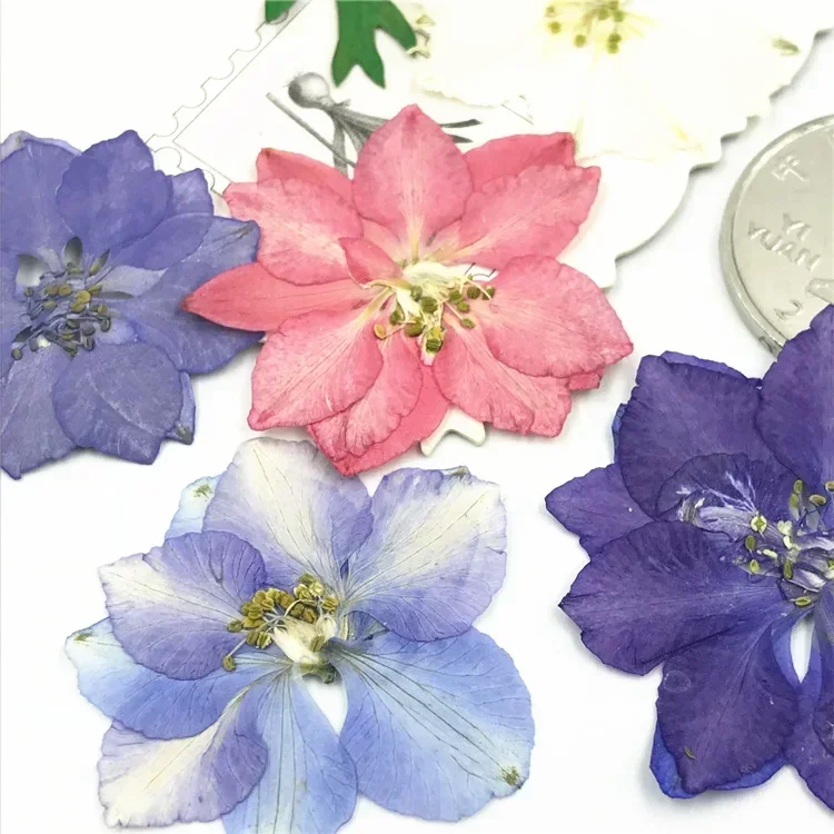 1000pcs Original White Color Larkspur Dried Pressed Flower Cheapest Manufacturers