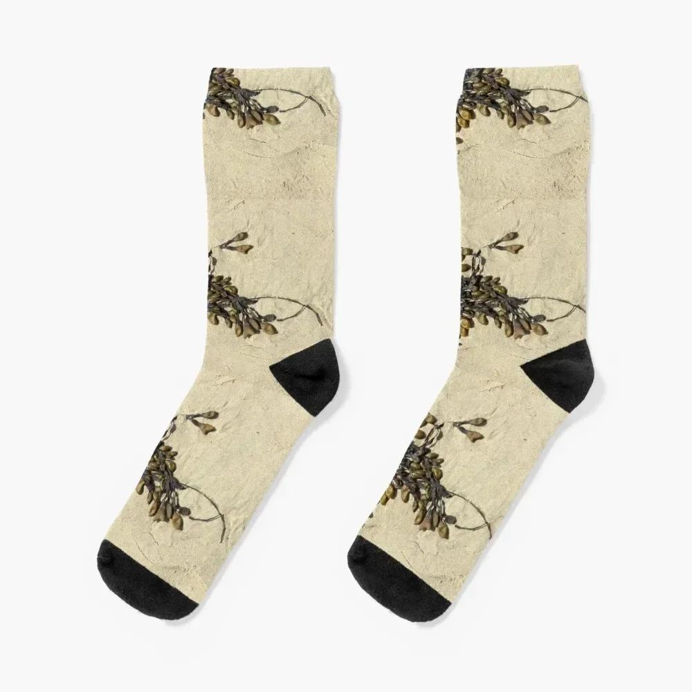 

Fucus Spiralis Seaweed Socks shoes Stockings compression moving stockings luxury Socks Men Women's