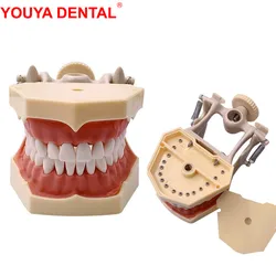 Dental Model Teeth Teaching Model Teeth Model Training Typodont Dentistry Students Practice Studying Jaw Models  Fit For Frasaco