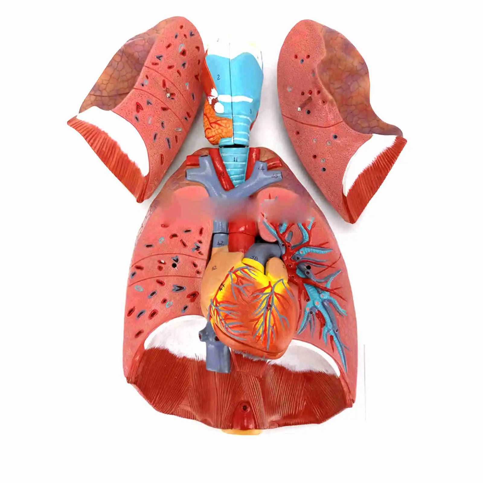 PVC Human Respiratory System Model 7 parts Larynx Lungs Heart Natural Life Size Three Dimensional