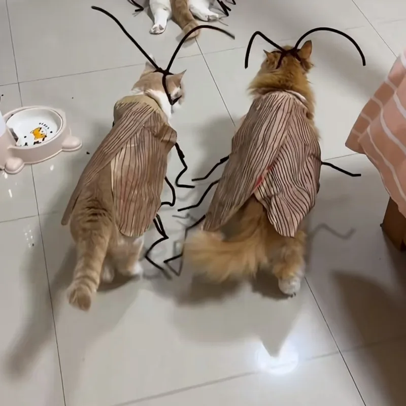 Innocent Cockroach Hot Funny Same Striped Clothes DIY Handmade Clothes Internet Celebrity Cat Cockroach Clothes