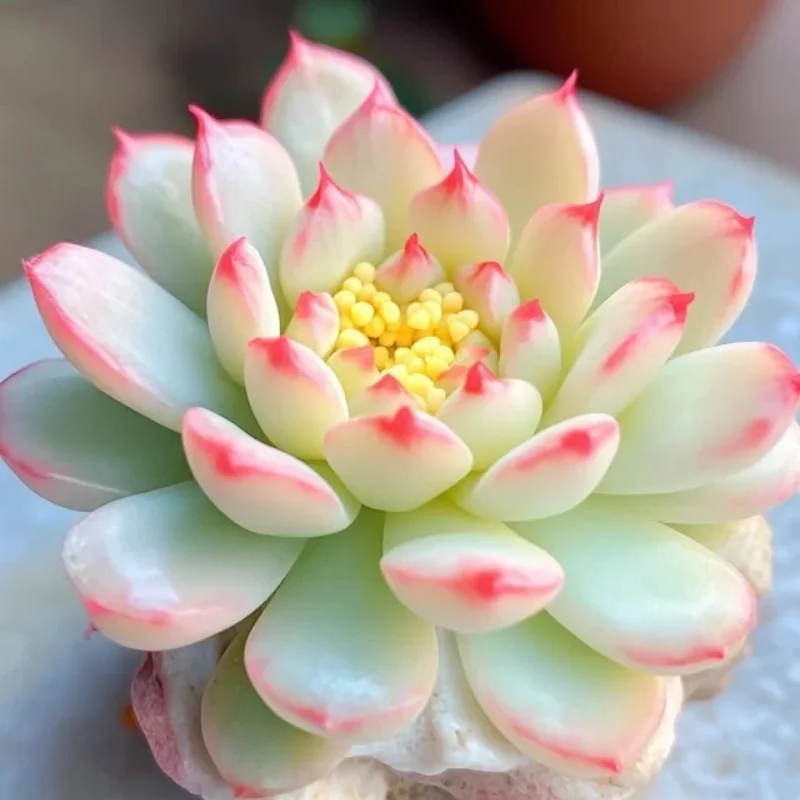 

Ручная сумка для хранения радиоуправляемого автомобиля с дистанционным управлением для 1/10 1/8 гусеничного автомобиля TRX-4 TAMIYA 42358 TRF Сумка для хранения радиоуправляемой модели автомобиля