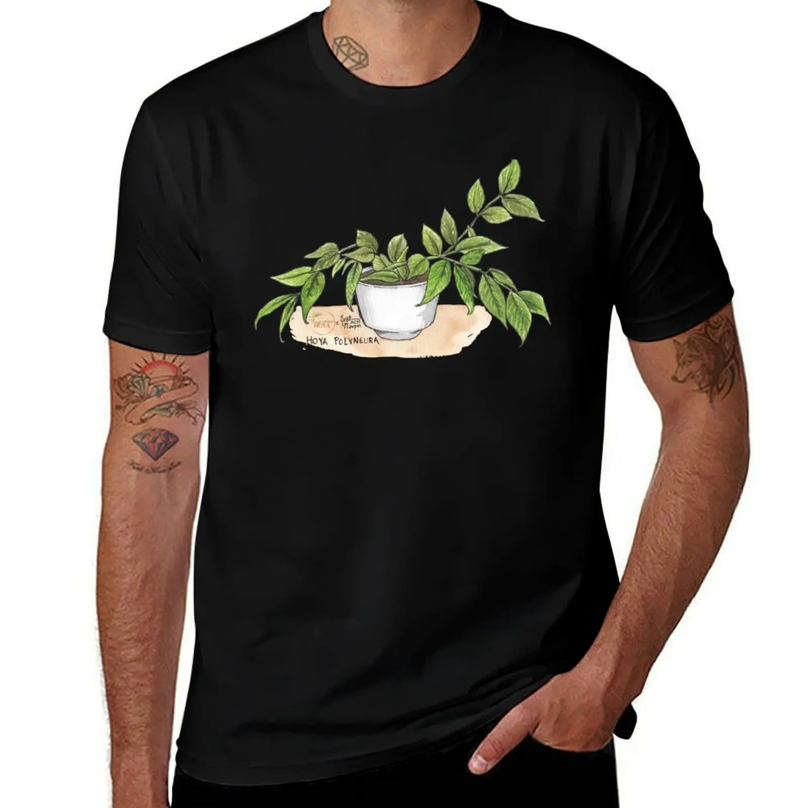 Hoya Polyneura Plan…