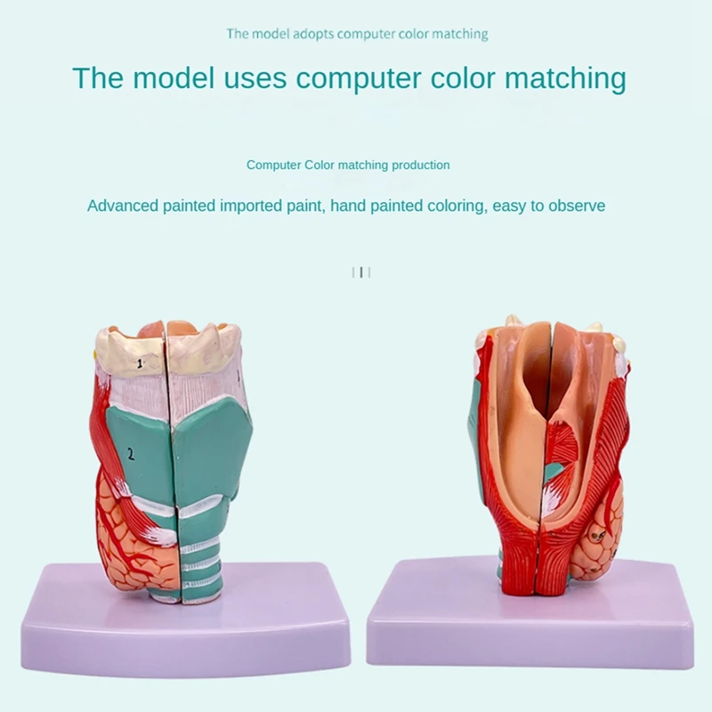 Human Throat Model, Anatomically Accurate Throat Model, Anatomy Classroom Learning Display Teaching -Model