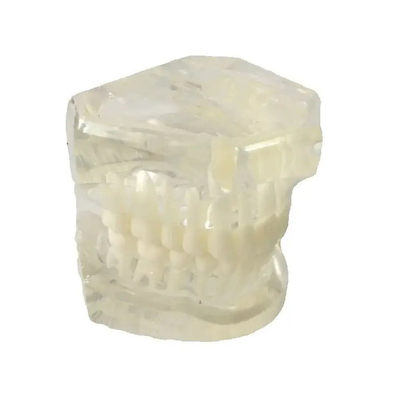 High Quality Standard Dental Models Full Hinge M7002 Transparent and Yellowish