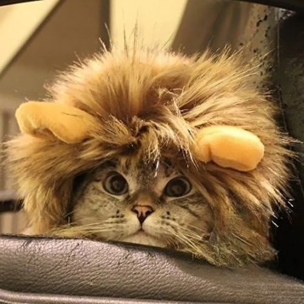Thumbnail 4 - #14 Trending Cat Apparel Right Now