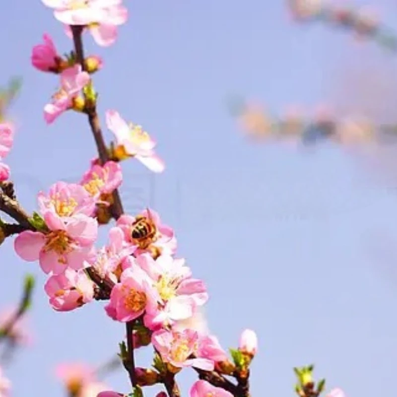 JX سيرفو PDI-HV5215MG الانظار 8.4 فولت 15 كجم الرقمية Coreless ميتال جير سيرفو ل 1/8 1/10 RC سيارة قارب روبوت