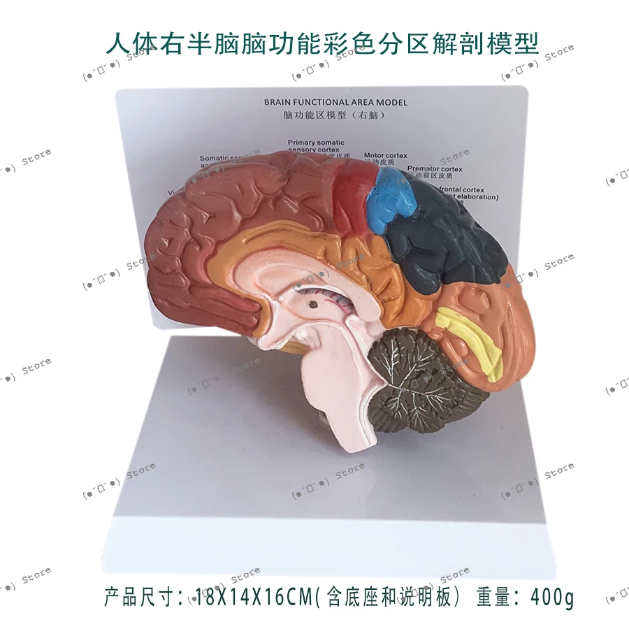 

Human Right Hemisphere Brain Function Color Division Anatomical Model Brain Language Visual Area Brain Teaching Aids