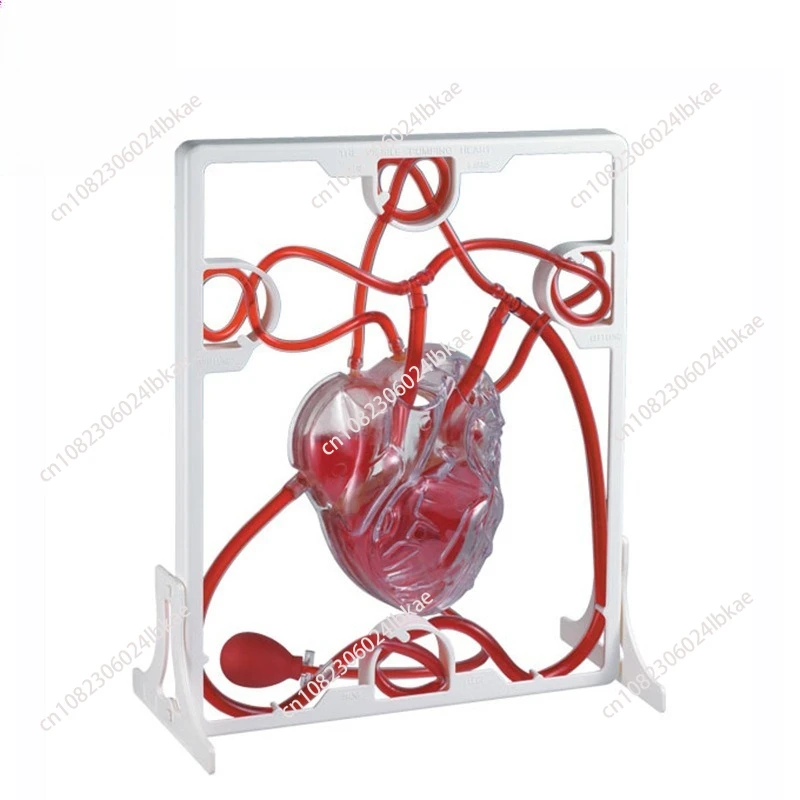 

Scientific human dissection organ structure heart blood circulation model simulation children's toys