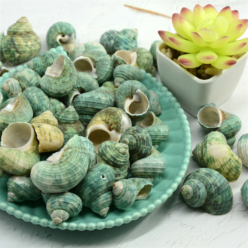 

10pcs/lot 3-5cm Natural Green Snail Shell Sea Snail Small Green Snail Fish Tank Aquarium Landscape Decoration Raw Materials Home