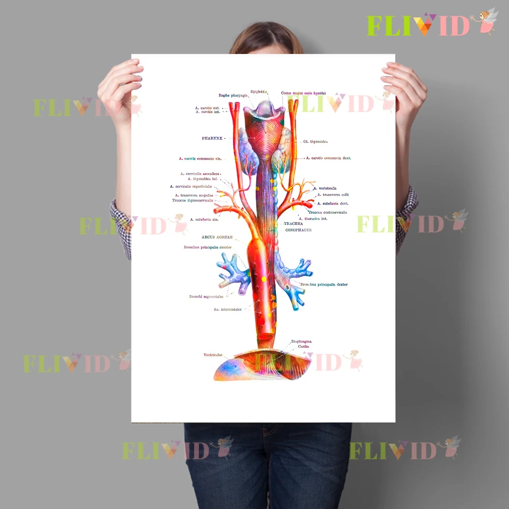 Torso Muscles And Abdominal Aorta Anatomy Poster Print,Medical Anatomy Art Gift,Medical Wall Art Canvas Print,Clinic Decoration