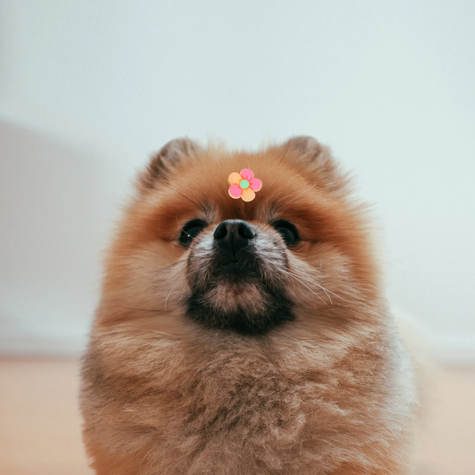 

10 Pcs Pet Accessories Hair Bands Cute Ties for Girls Cat Elastic Abs Dog Cartoon Child
