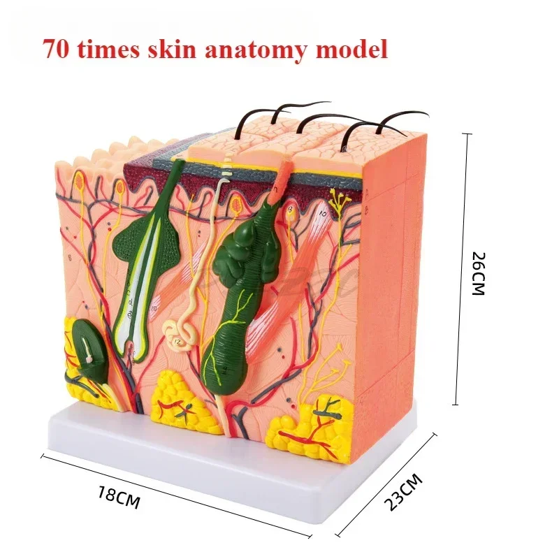 50Times Magnified 3D Human Skin Model Block Enlarged Plastic Hair Layer Structure Anatomical Anatomy Medical Teaching Tool