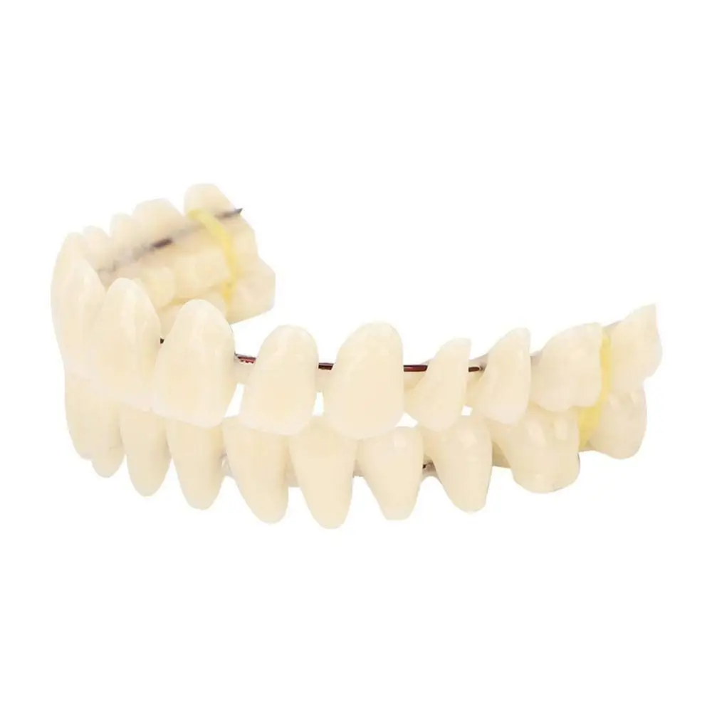 

28 Pcs Resin Denture False Teeth Make Your Own Firm Dental Teeth Teaching Model Top and Bottom Fake Teeth Easy To Use