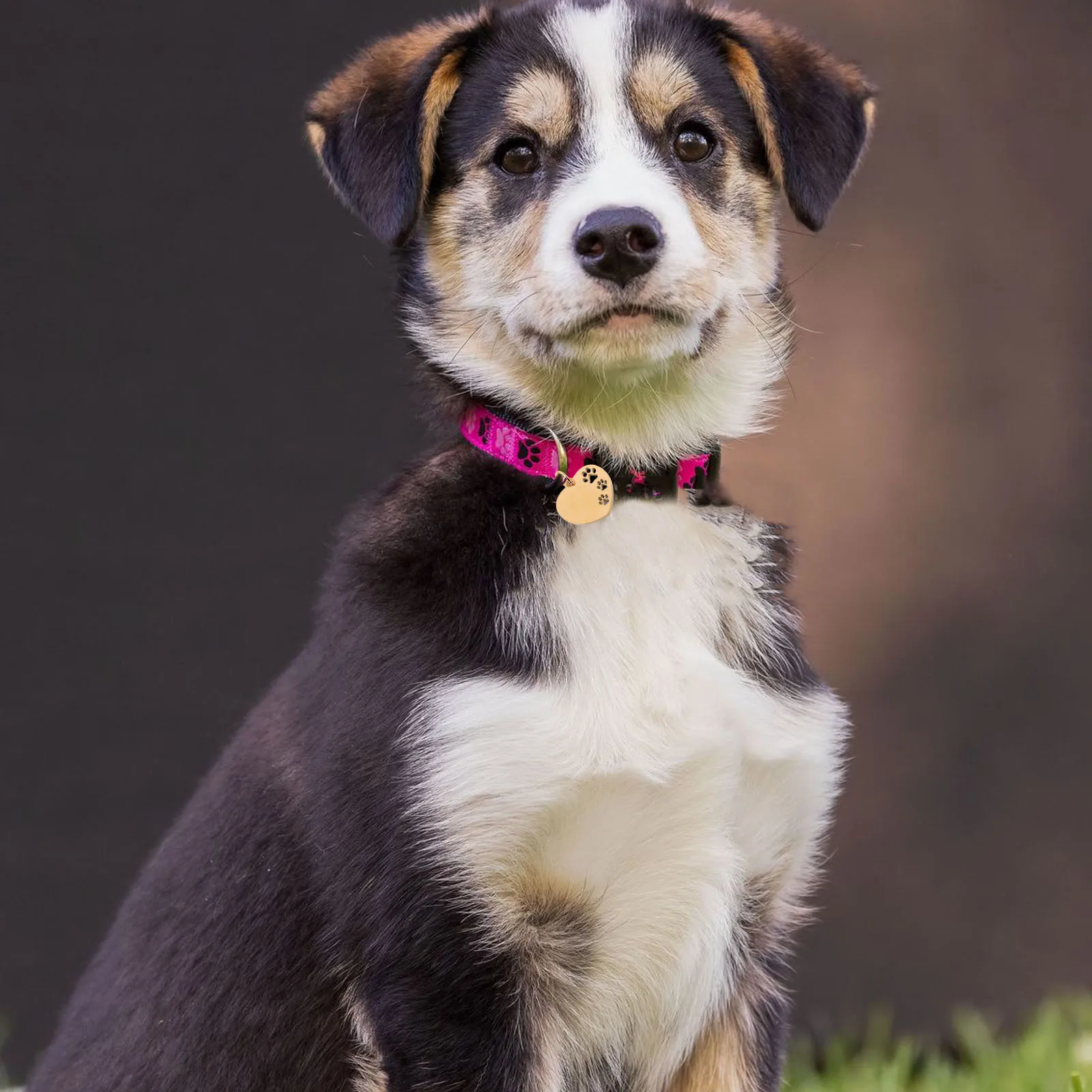 

10pcs Dog Tags Blank Heart Shape Metal Pet Id Tag For Dogs Puppy Engraving Name Labels Collar Accessories Identification Charms