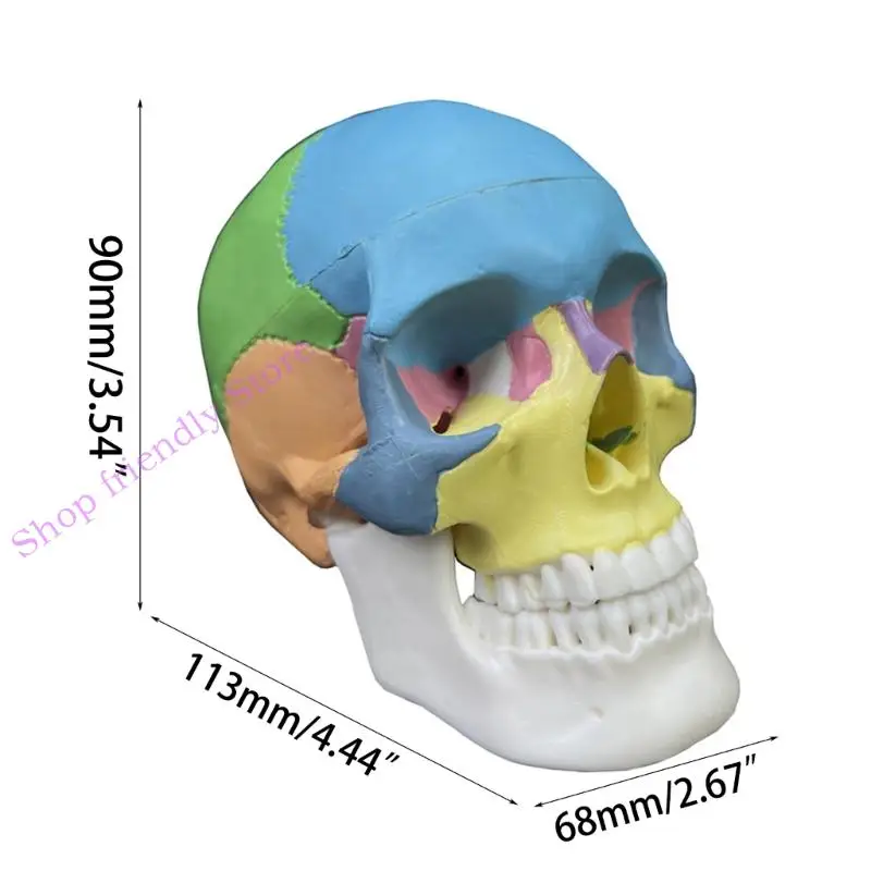 594a Skull Model Anatomical Detached Anatomy Disectembled Skull Model Model Model Learning Tool