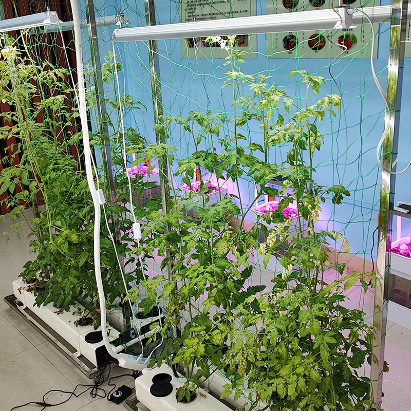 Soilless Hydroponic Equipment Fruit And Vegetable Cultivation Frame Suitable For Climbing Plants