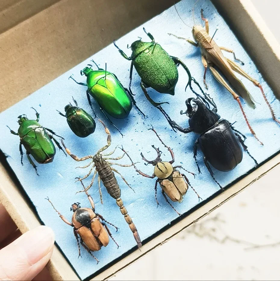 29pcs Real Insect Specimen Beetle Scarabaeidae Cicada Scorpion Handicraft Collection Gift Home Decoration Taxidermy