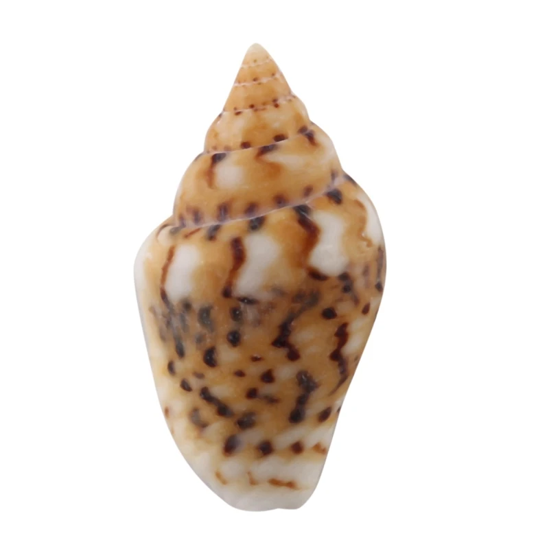 About 6500-7500 Tiny Sea Shell Ocean Beach Spiral Seashells Craft Charms 7-12Mm For Candle Making,Home Decoration