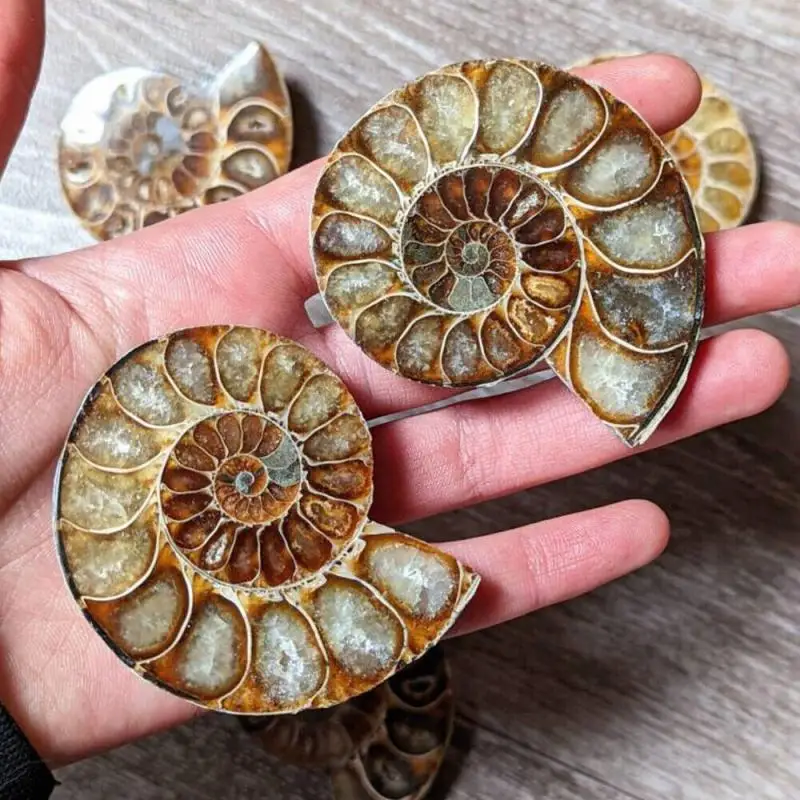 Natural Crystal Slice Mineral Specimen Gemstone Healing Quartz Rare Home Decoration Gifts Fengshui Ammonite Slice Collection