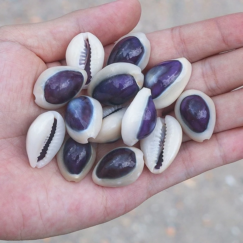 15Pcs Natural Small Conch Shell White Edge Purple Snail 2-2.5 Cm Rare Collection Specimen Snail Decorative Creative Gift