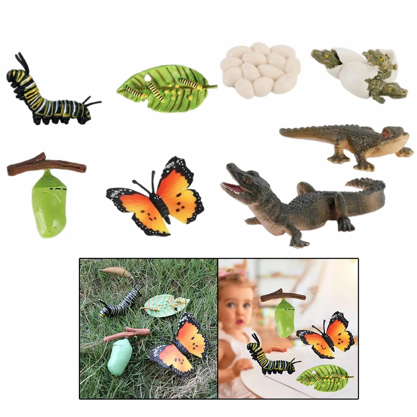 2/set Animal Growth Life Cycle Education Development Imagination Biology Classroom Toys Props