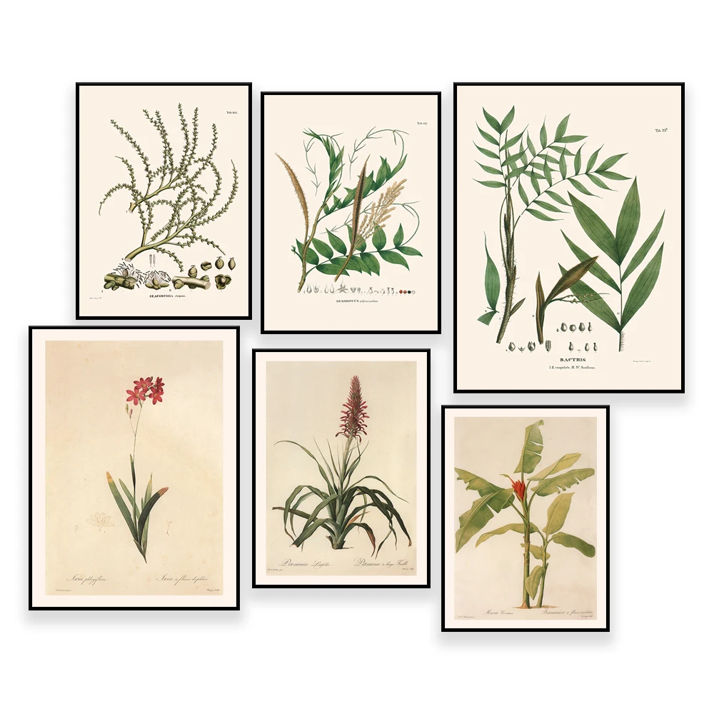 IMPRESTO BOTÁNICO ANTIGUO - Arte de pared de palmera - IMPRESIÓN DE PLANTAS DE BANANA, Cocos Nucifera, reproducción de alta calidad, Fiscalidad de 1800
