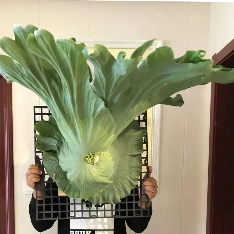 Rare Staghorn Fern Wall Large Green Plant Elephant Ear Staghorn Fern