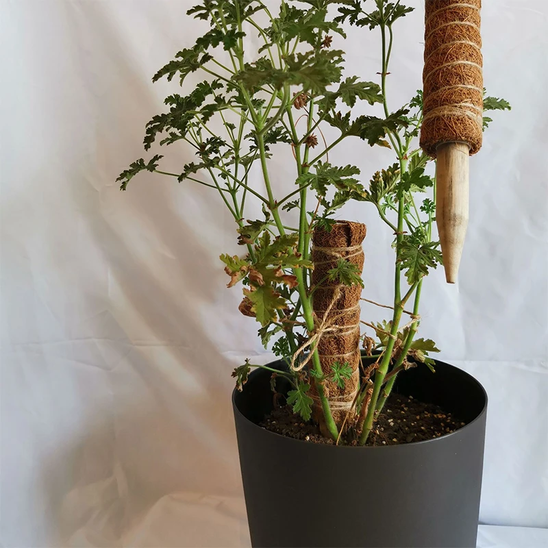 Home Support Coir Indoor Extension Coconut Fiber Stick Creeper Plant Frame Maintain Moisture Totem Pole Climbing Plants Stick