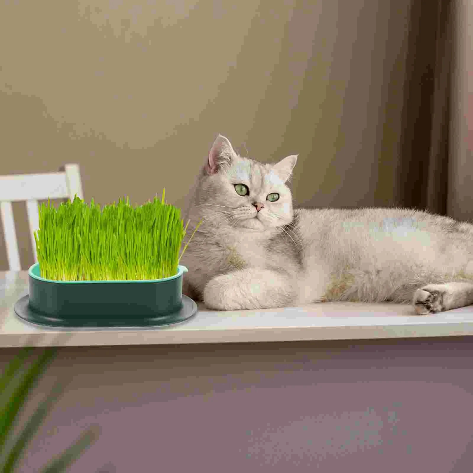 Cats Grass Hydroponic Box Cat Grass Planter Catnip Hydroponic Planter Catnip Cultivation Tray cat grass plant planter